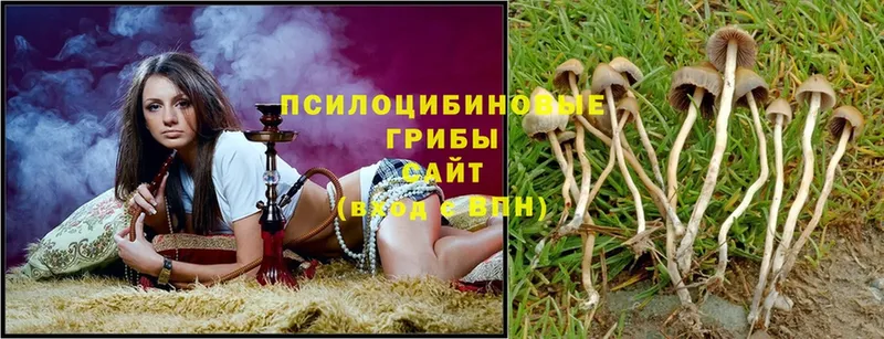 где продают   Ногинск  Псилоцибиновые грибы Psilocybe 